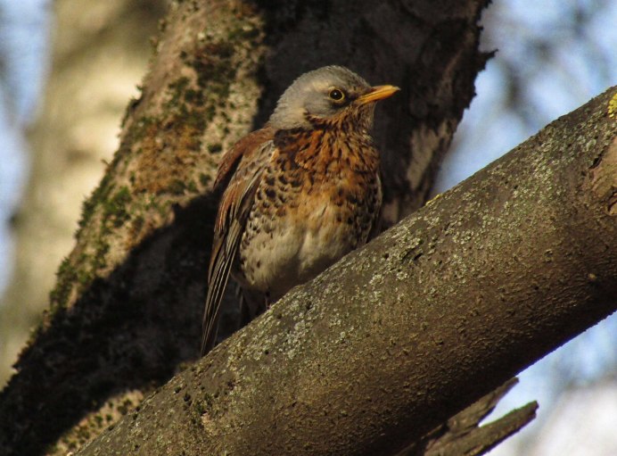 Гнездо дрозда рябинника
