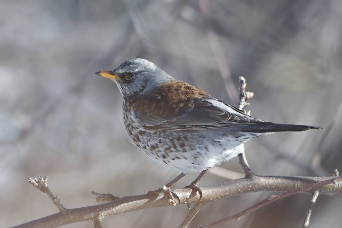 Дрозд-рябинник (turdus pilaris)