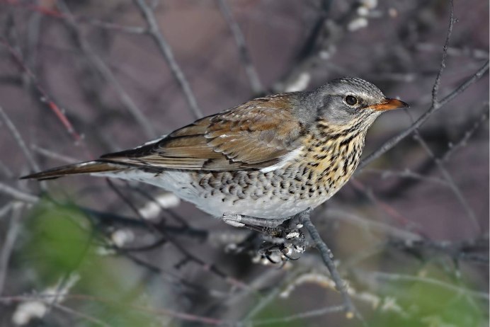 Атака дрозда рябинника