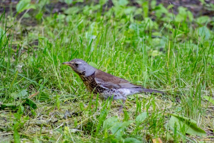 Рябинник (turdus pilaris