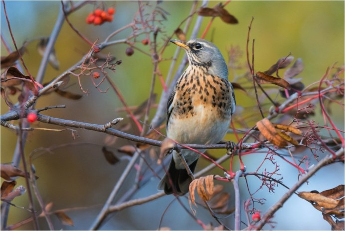 Вологда Дрозды рябинники
