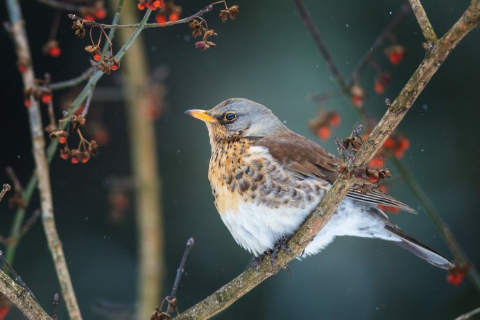 Дрозд рябинник Fieldfare turdus pilaris