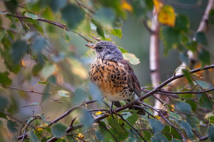 Дрозд рябинник летом