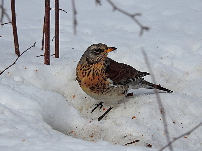 Euprepiophis conspicillata Дрозд рябинник