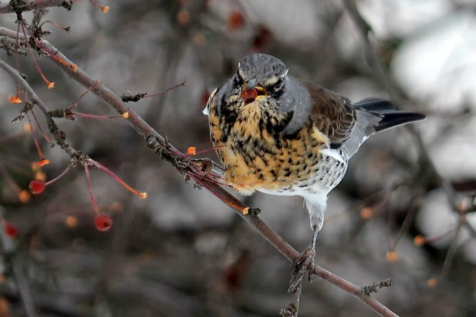 Кукша рябинник