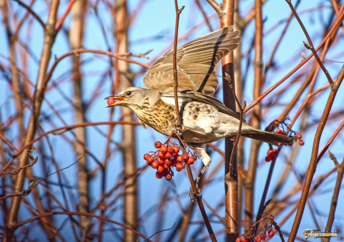 Дрозд рябинник ареал
