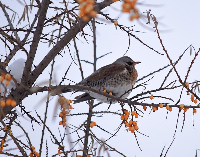 Серый Дрозд рябинник