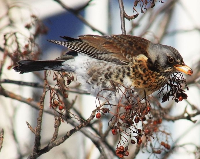 Серый Дрозд рябинник