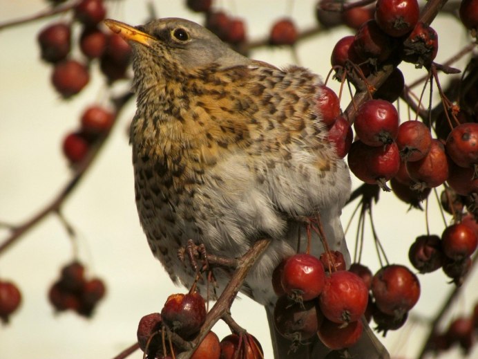 Зимующие птицы Дрозд рябинник