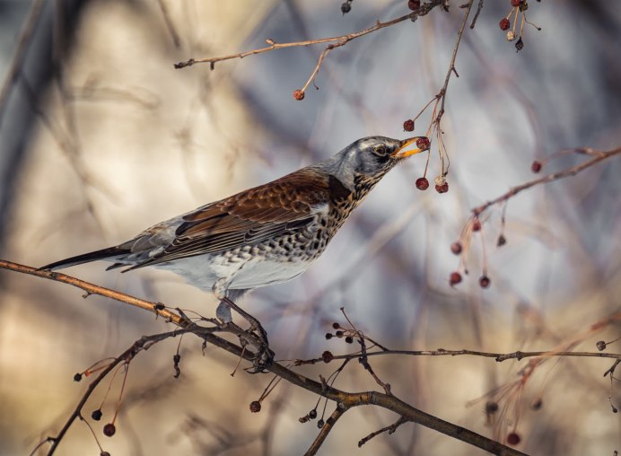Кукша рябинник