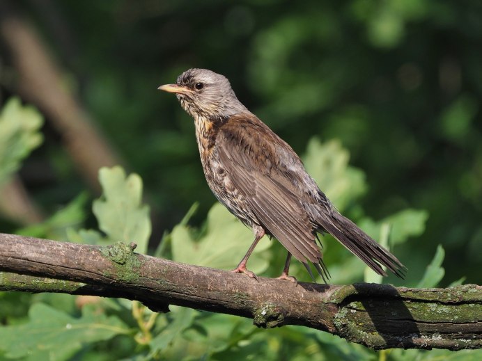 Дрозд рябинник самец