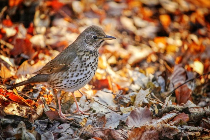 Птица Дрозд рябинник