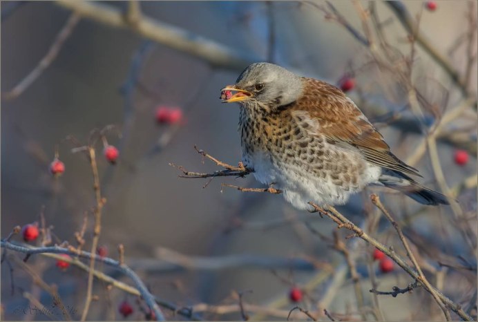 Щегол рябинник