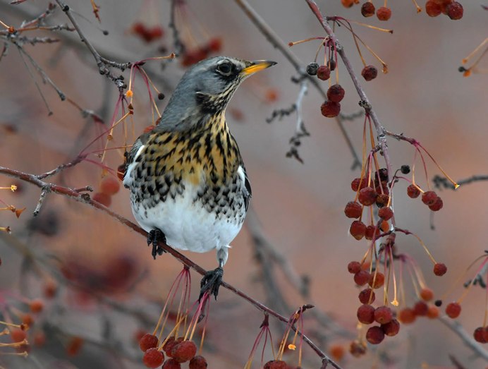 Дрозд рябинник ареал