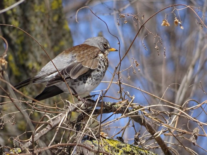 Дрозд рябинник голос