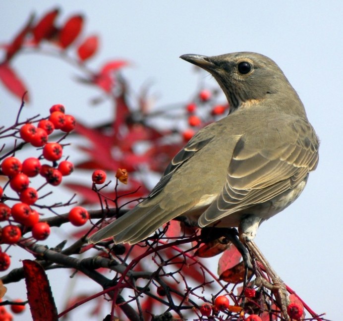 Слеток дрозда рябинника
