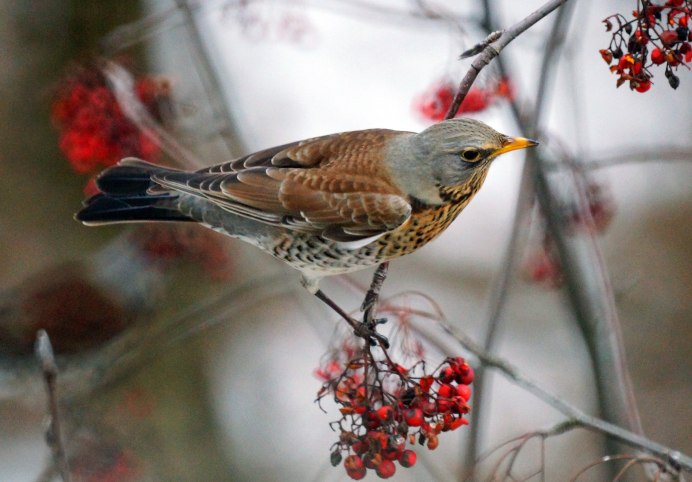 Птенец дрозда рябинника в гнезде