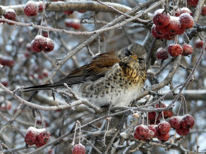 Дрозд рябинник