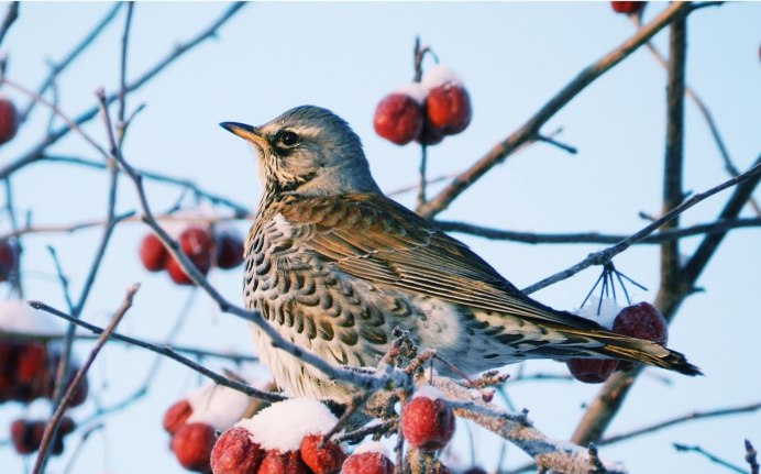 Дрозд рябинник ареал