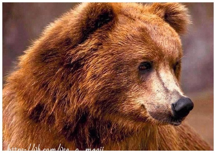 Мазалай медведь Гобийский