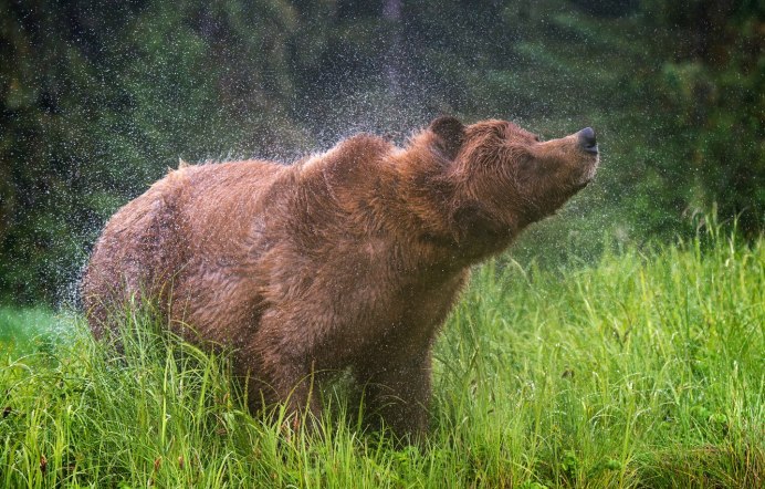 Бурый медведь (Ursus arctos) лапа
