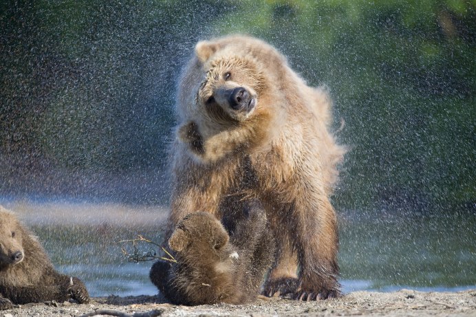 Тибетский бурый медведь Ursus arctos pruinosus