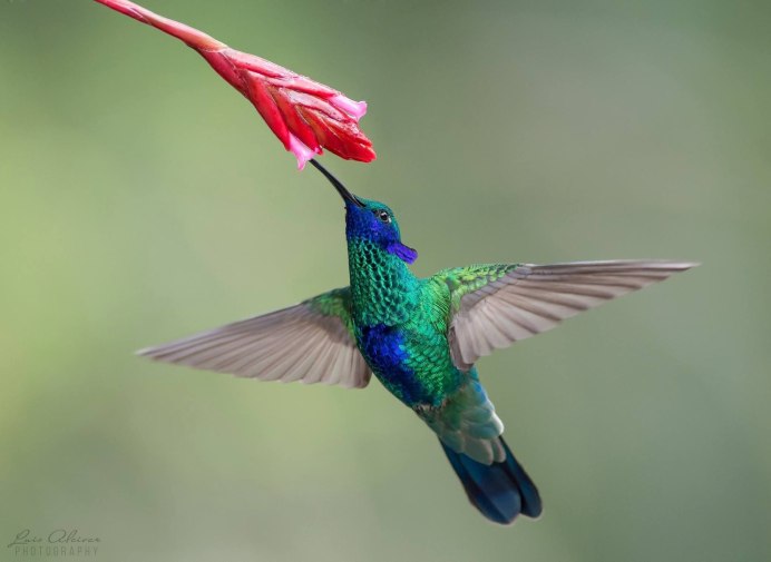 Колибри сидит