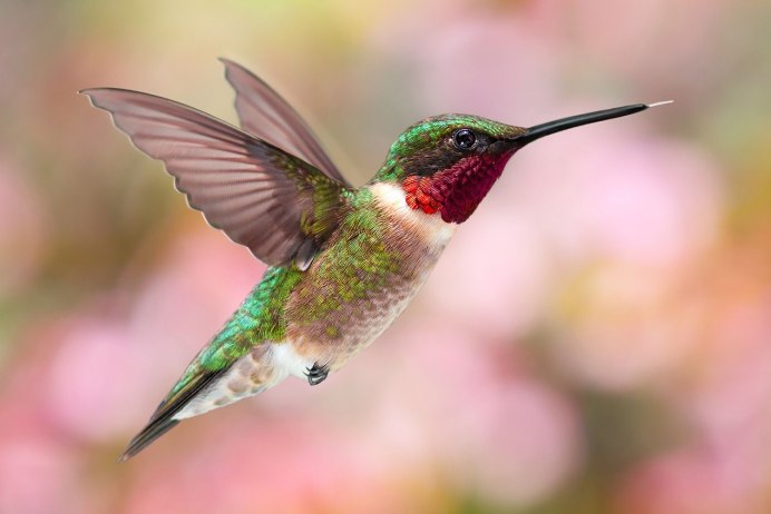 Птичка Колибри