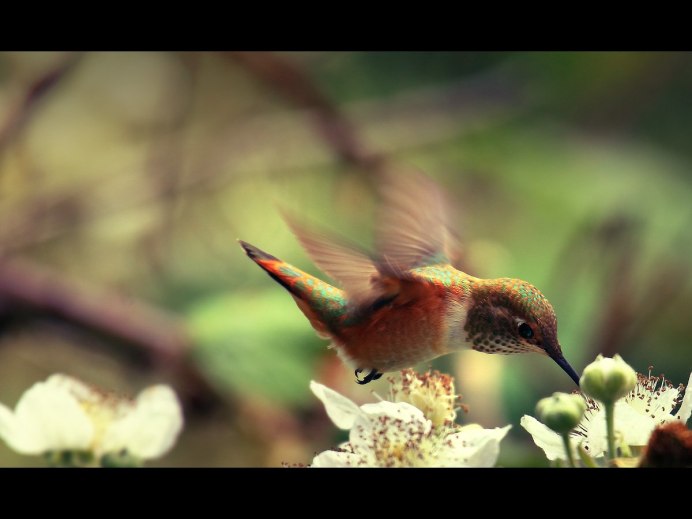 Колибри оранжевая