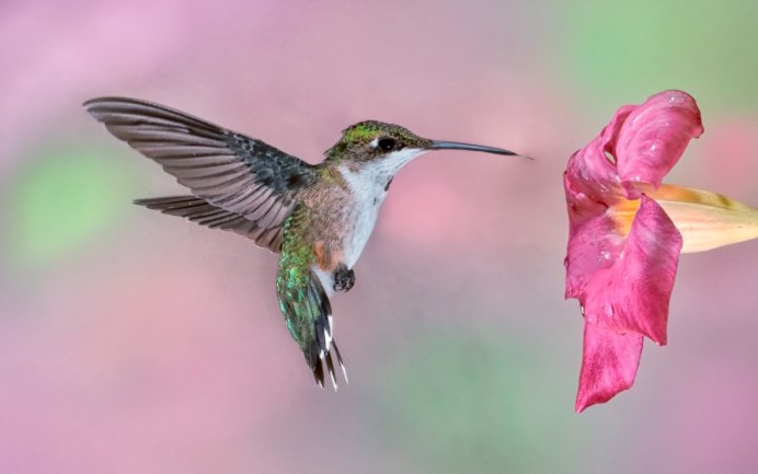 Колибри Южной Америки