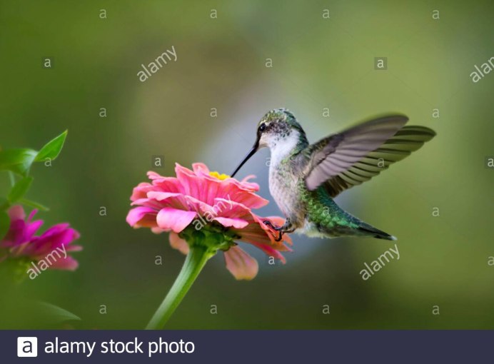 Колибри Латинской Америки