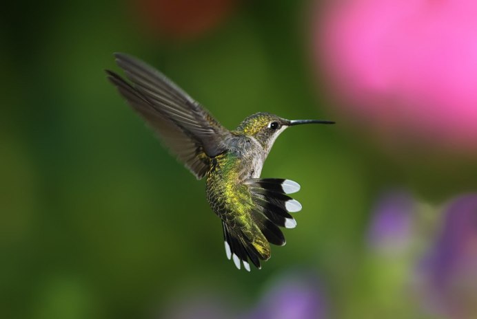 Колибри в природе