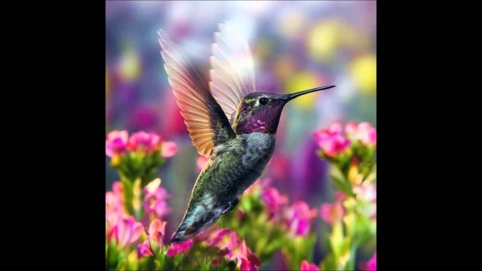 Колибри фото