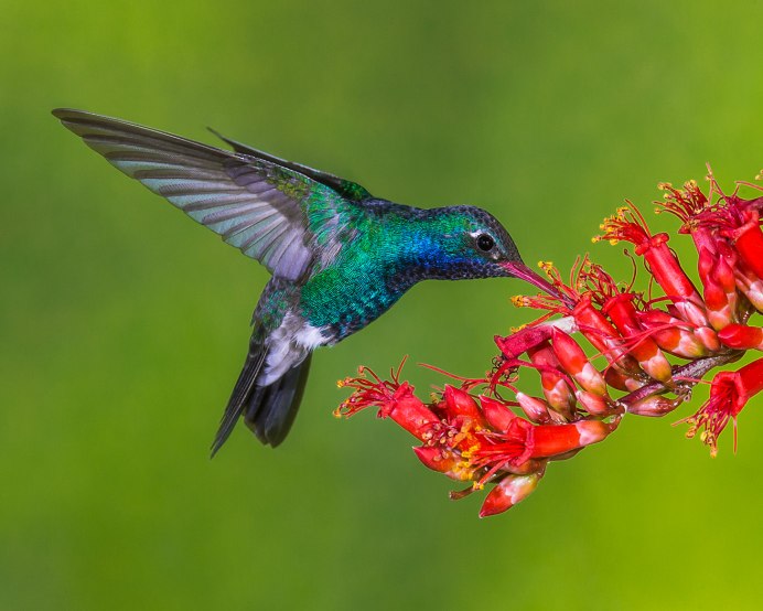 Краснохвостый Колибри