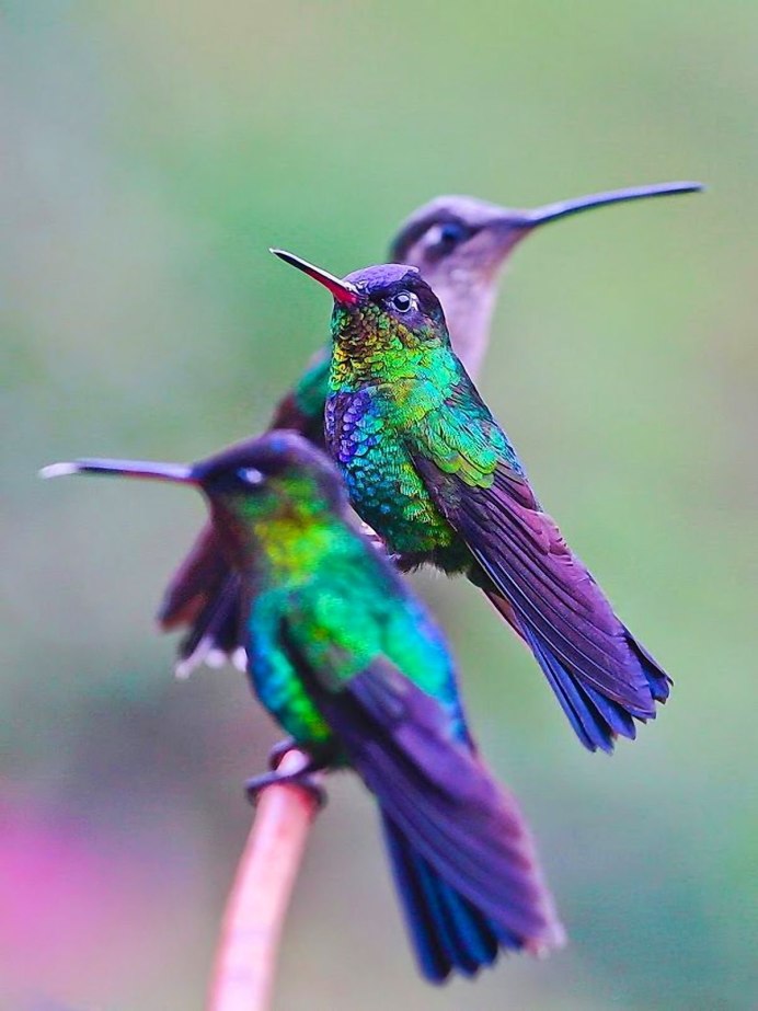 Колибри сверкающий синегорлый