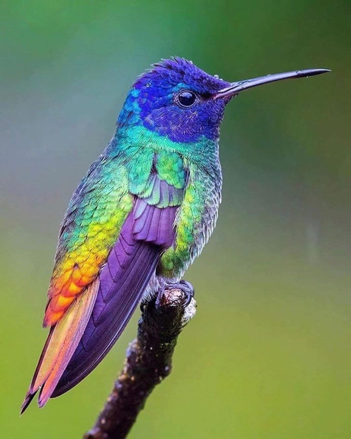 Винногорлая Колибри