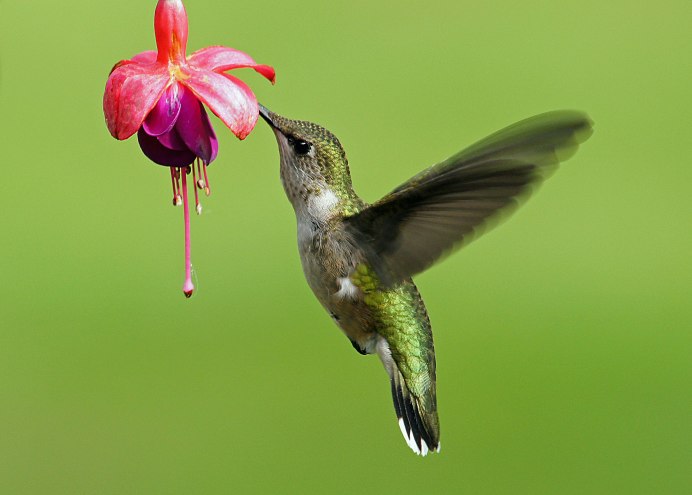Колибри trochilidae