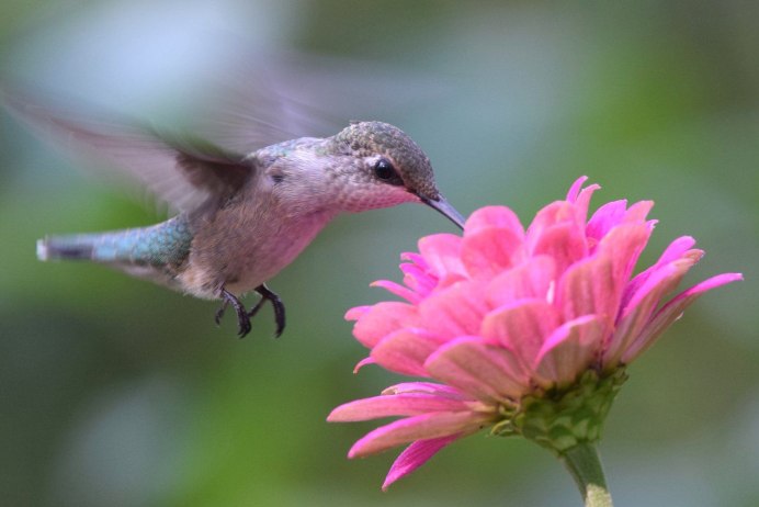 Costa Hummingbird