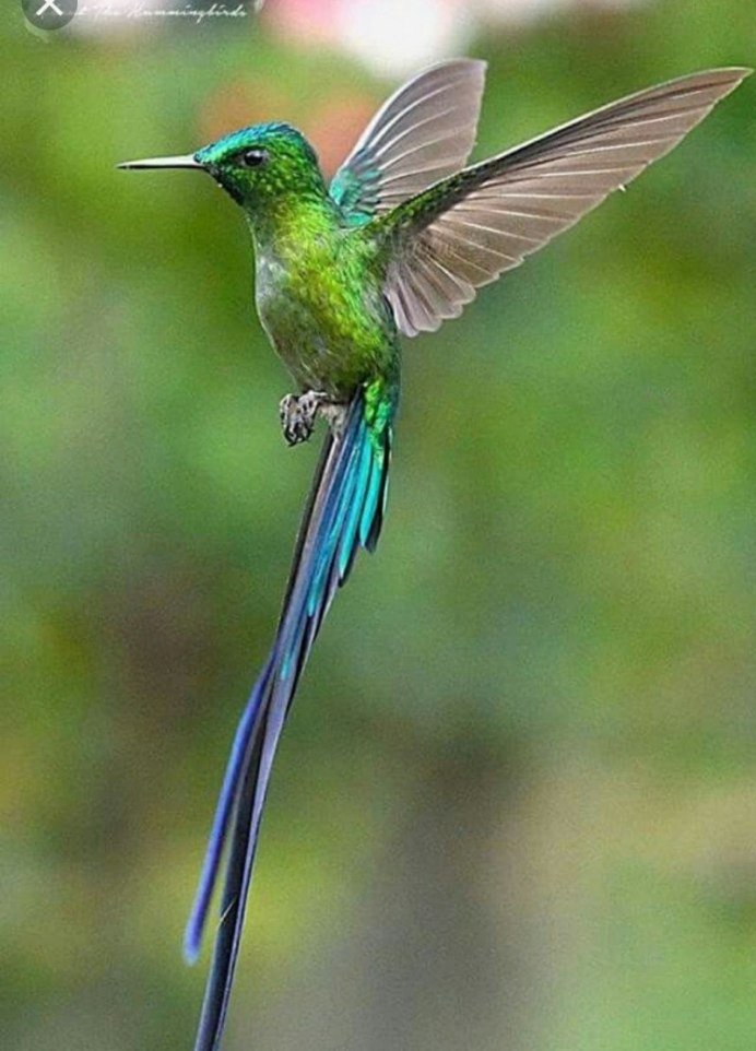 Винногорлая Колибри