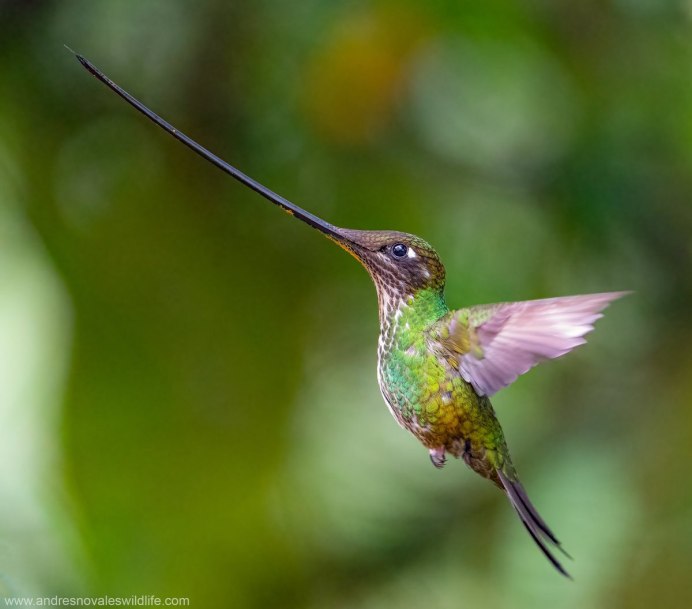 Исполинский Колибри
