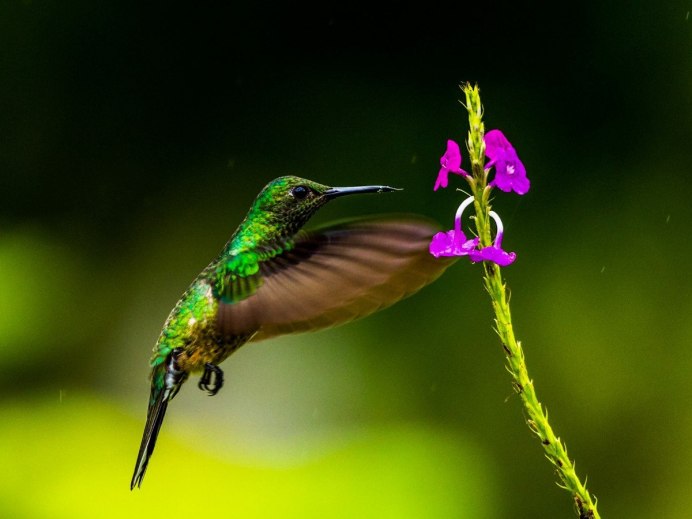 Колибри и фуксия