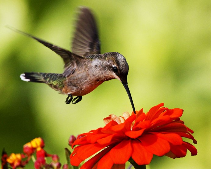 Краснозобый Колибри