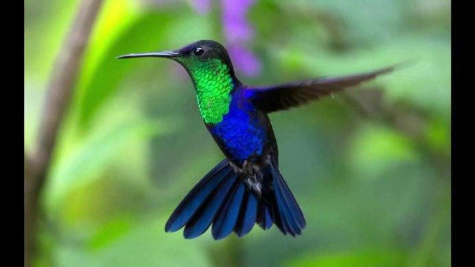 Колибри рост