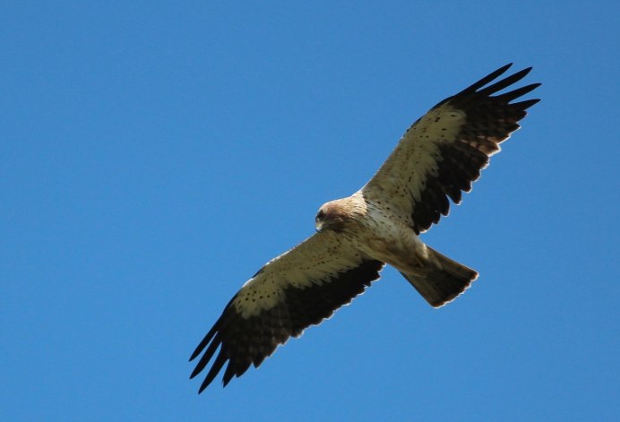 Орленок птенец орла