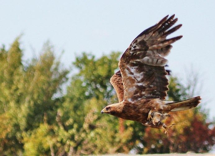 Орленок птенец Сокола