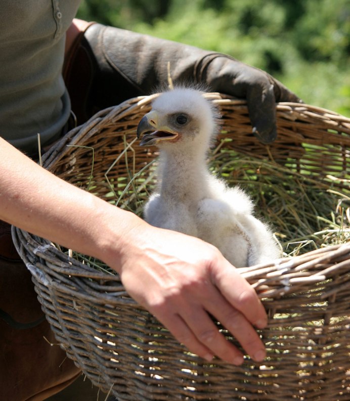 Орел коричневый с желтым клювом
