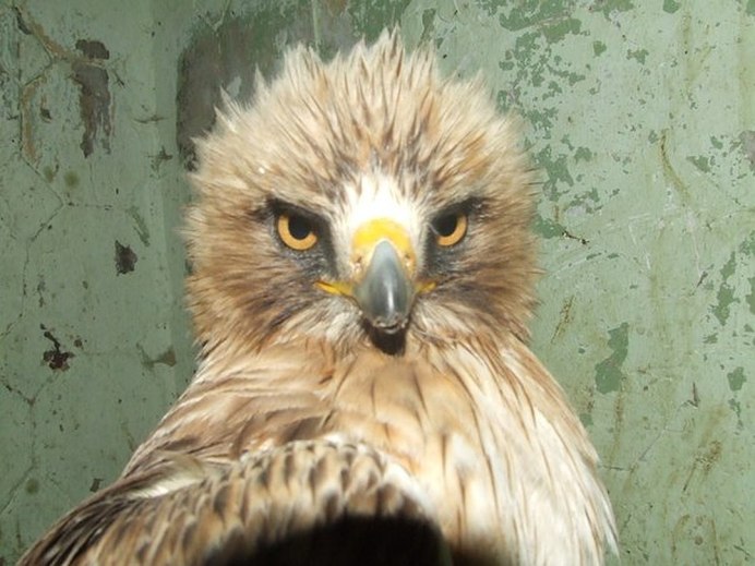 Маленький Орел