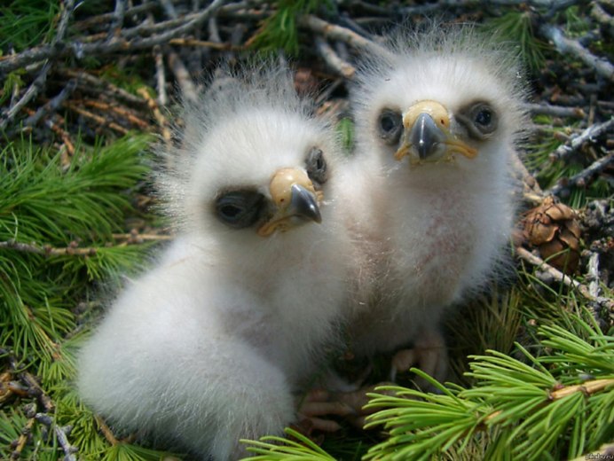 Белоголовый Орлан птенец