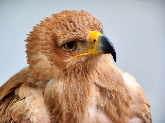 Ястреб крючконос птица