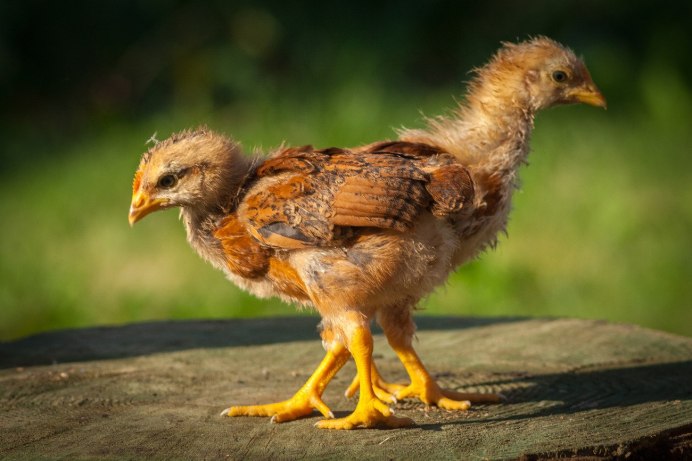 Маленький Орел